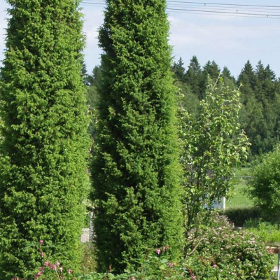 Можжевельник обыкновенный Суецика, С3 - Dolina-Sad.Ru