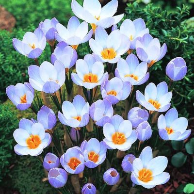 Крокус Блю Перл Крокус Блю Перл фото