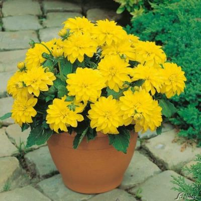 Георгина Геллери Сезан Георгина Геллери Сезан фото