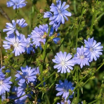 Цикорий Знахарь лекарственный Цикорий Знахарь лекарственный фото