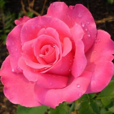 Роза Шакира Роза Шакира - Dolina-Sad.Ru