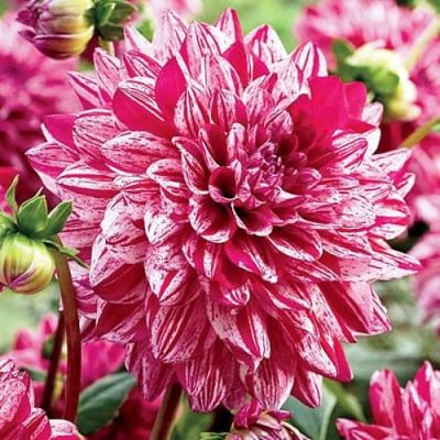 Георгина Сантандер Георгина Сантандер фото