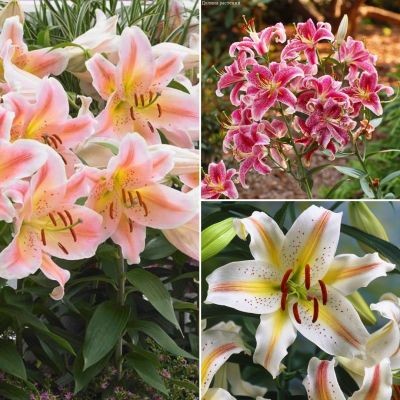 Комплект восточных лилий Вулканический Комплект восточных лилий Вулканический - Dolina-Sad.Ru