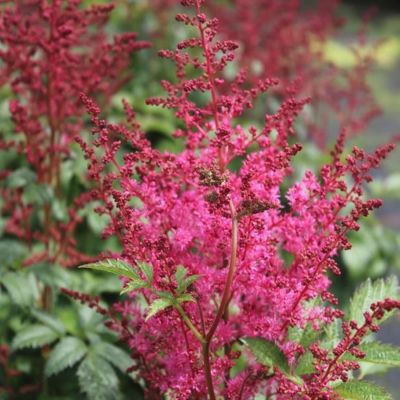 Астильба японская Джамп энд Джайв Астильба японская Джамп энд Джайв - Dolina-Sad.Ru