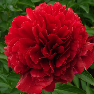 Пион Ред Грейс Пион Ред Грейс фото