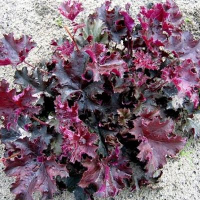 Гейхера Перпл Петтикоатс Гейхера Перпл Петтикоатс - Dolina-Sad.Ru