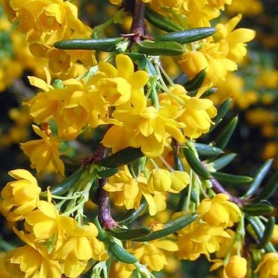 Барбарис узколистный Барбарис узколистный - Dolina-Sad.Ru