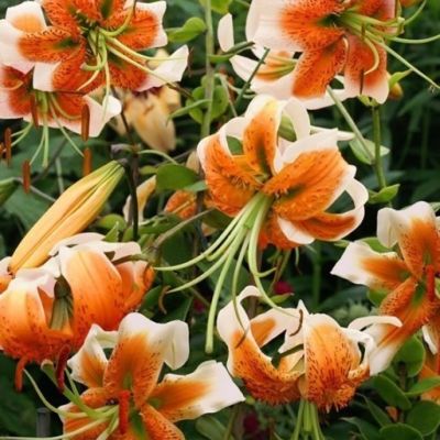 Лилия Леди Элис Лилия Леди Элис - Dolina-Sad.Ru