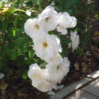 Роза Фис Клайм Роза Фис Клайм - Dolina-Sad.Ru