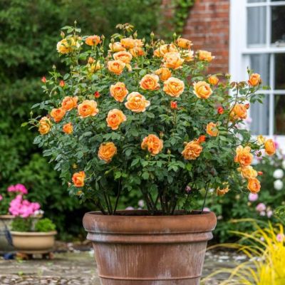 Роза Леди оф Шалот Роза Леди оф Шалот - Dolina-Sad.Ru