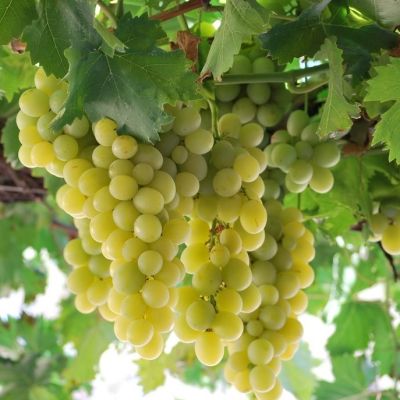 Виноград Италия Виноград Италия - Dolina-Sad.Ru