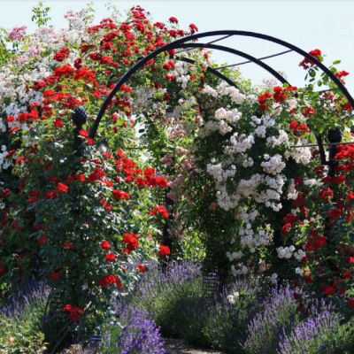 Микс Плетистых Роз (1+1=3) Микс Плетистых Роз (1+1=3) фото