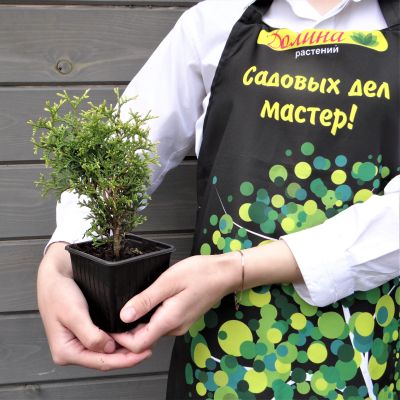 Туя западная Малониана Туя западная Малониана фото