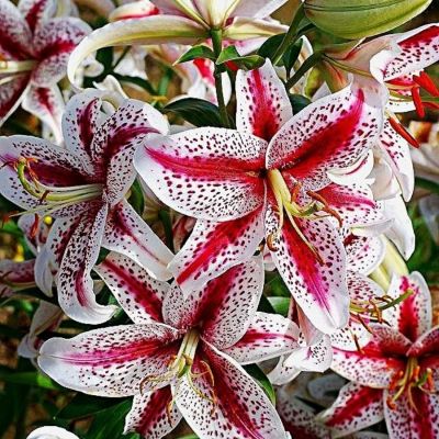 Лилия Тайгервудс Лилия Тайгервудс - Dolina-Sad.Ru