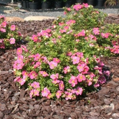 Лапчатка Белла Роза, С3 Лапчатка Белла Роза, С3 - Dolina-Sad.Ru