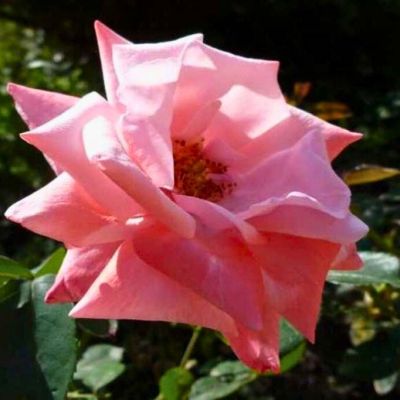 Роза Утро Москвы Роза Утро Москвы - Dolina-Sad.Ru