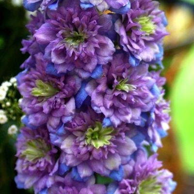 Дельфиниум Блюберри Пай Дельфиниум Блюберри Пай - Dolina-Sad.Ru